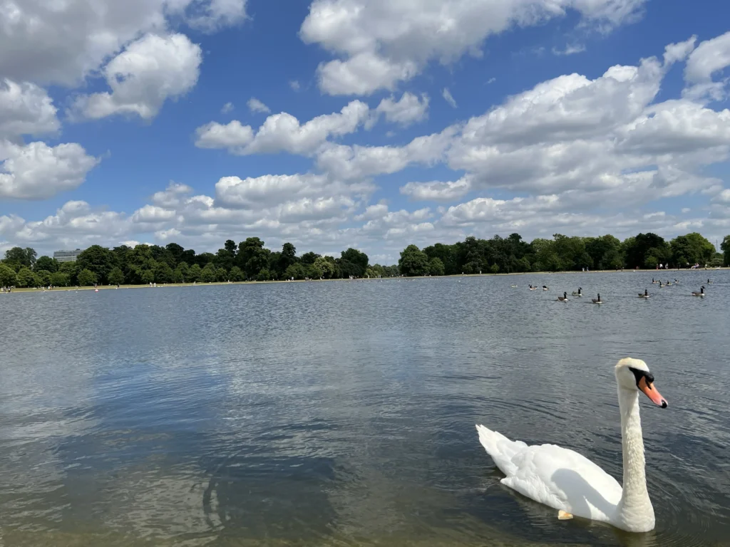 倫敦海德公園 天鵝