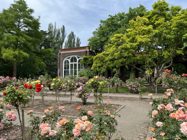 荷蘭公園 玫瑰園