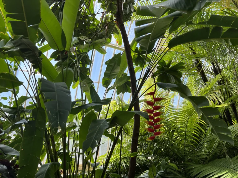 邱園棕櫚屋的熱帶植物