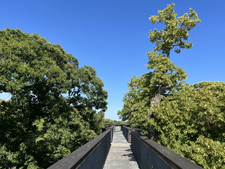 邱園Treetop walkway