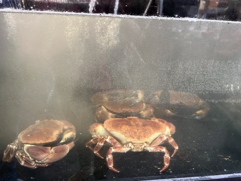市集裡的活螃蟹
