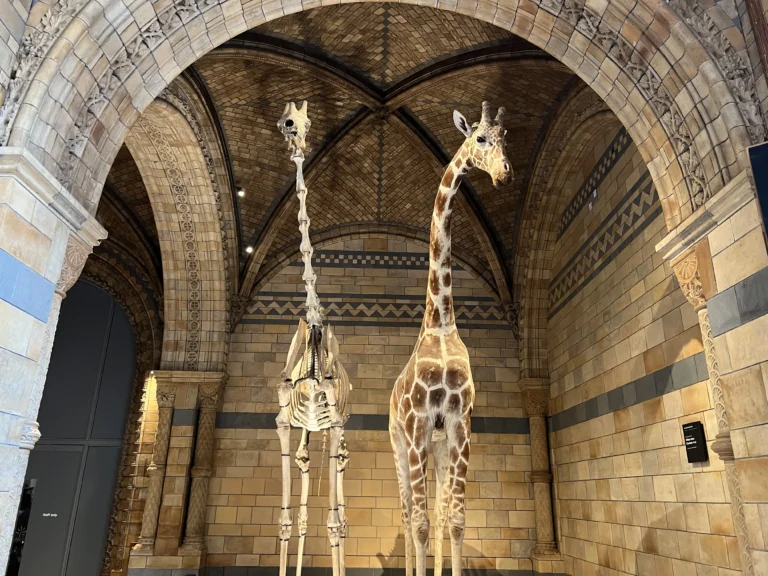 倫敦自然歷史博物館 長頸鹿標本