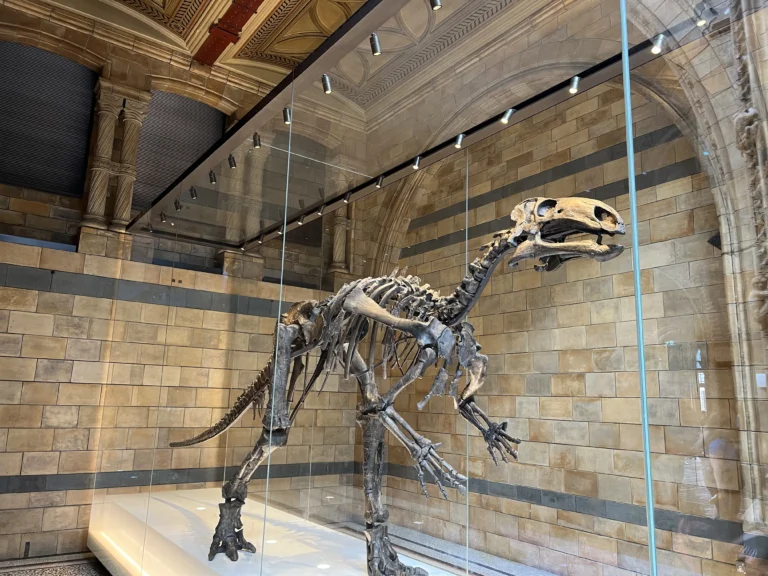 倫敦自然歷史博物館 恐龍骨架