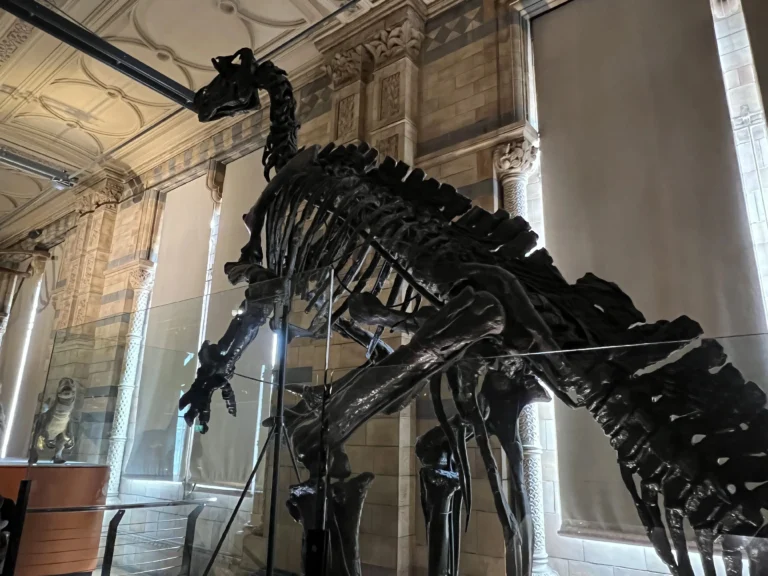 倫敦自然歷史博物館 恐龍標本