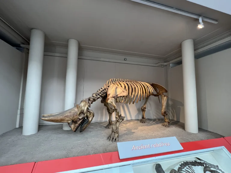 倫敦自然歷史博物館 犀牛祖先