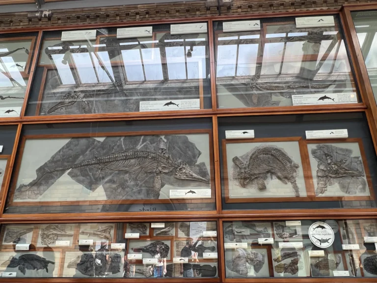 倫敦自然歷史博物館 海洋化石標本