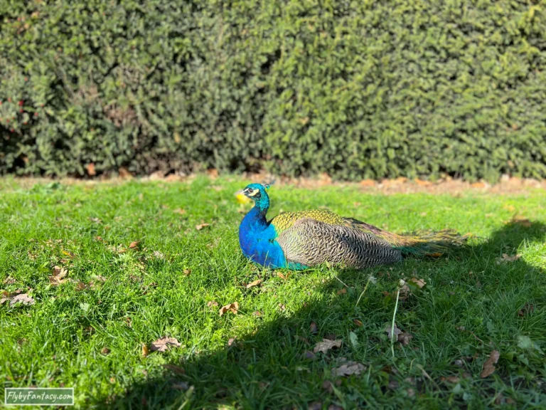 Warwick Castle Peacock
