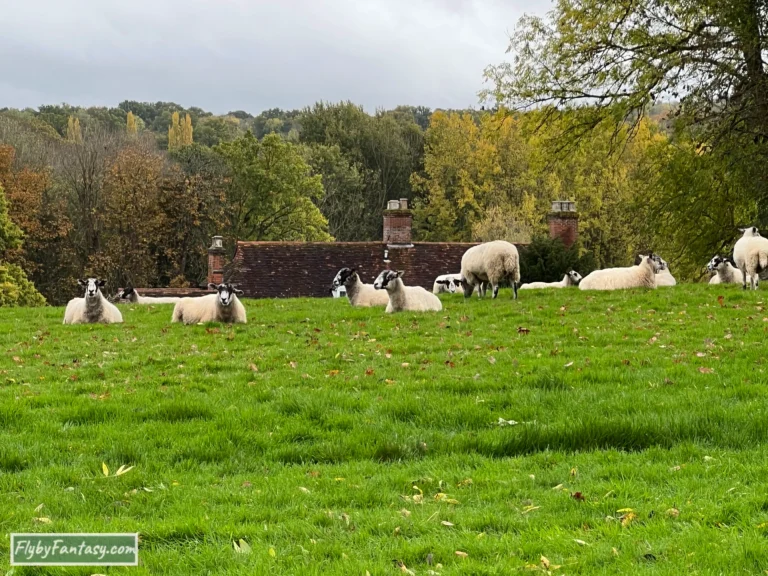通往赫弗城堡的路上 羊群們