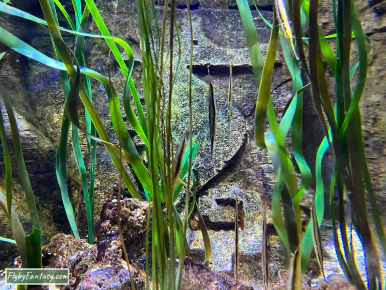 伯明翰水族館 刀片魚