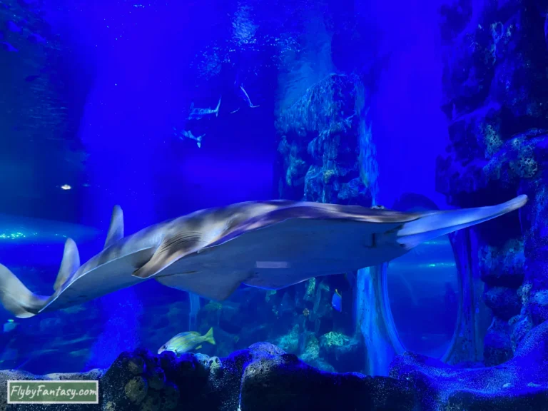 伯明翰海洋生物中心 鯊魚