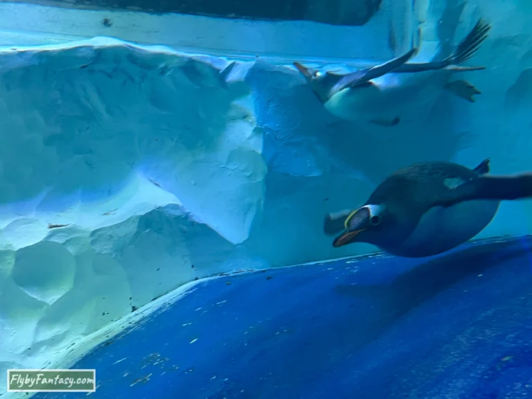 伯明翰海洋生物中心 企鵝