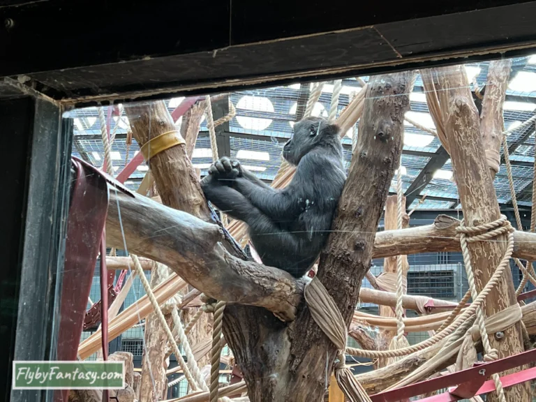 倫敦動物園 大猩猩王國