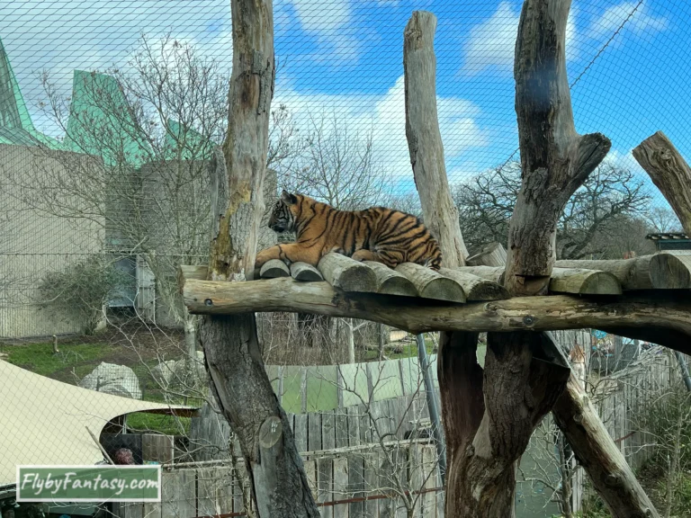 London Zoo小老虎
