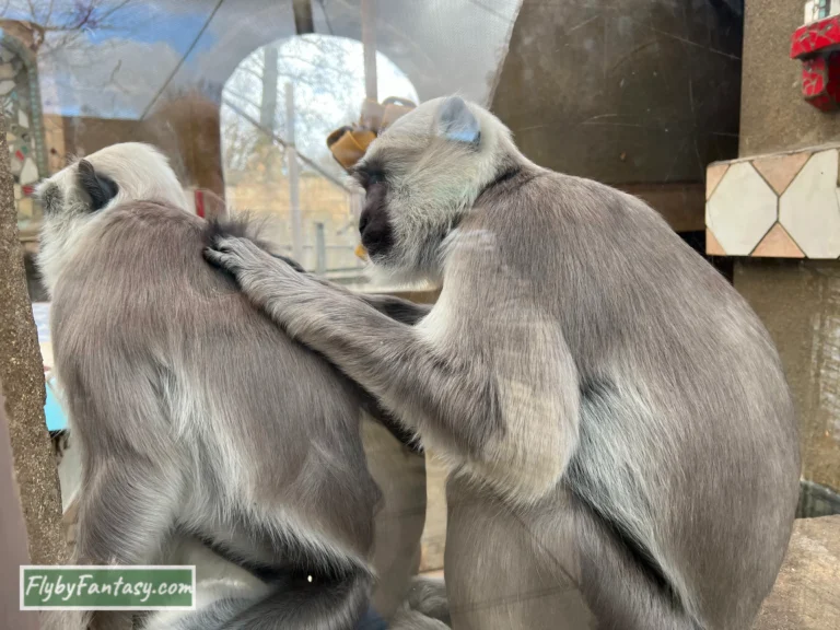 London Zoo 幫抓蝨子的猴子