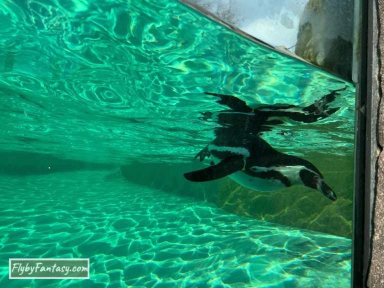 London Zoo 企鵝海灘