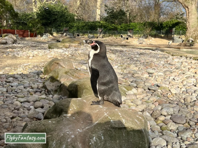 London Zoo企鵝海灘