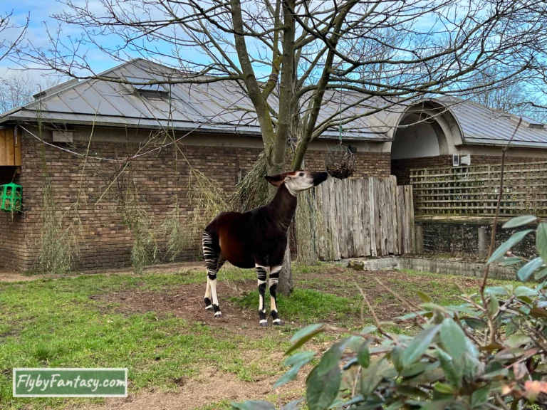 London Zoo Okapi