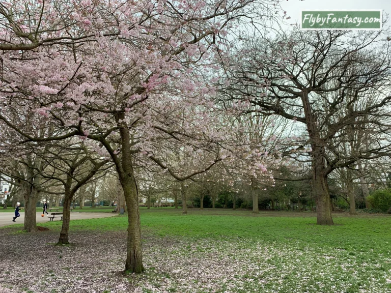 Ravenscourt Park Cherry Blossom