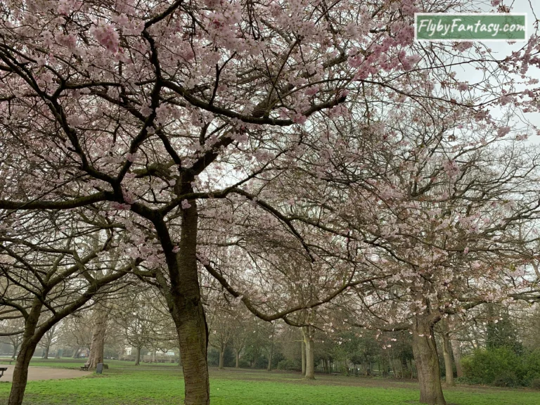 Ravenscourt Park Cherry Blossom 倫敦櫻花