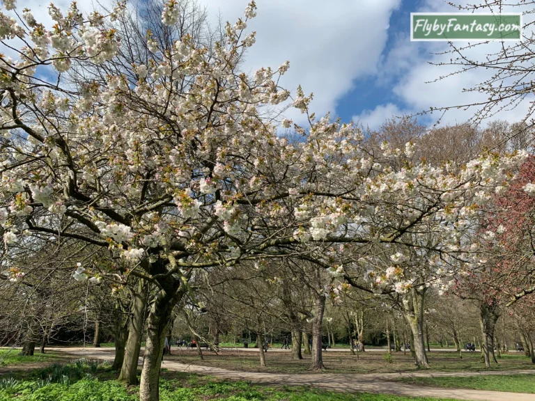 Regent's Park Cherry Blossom