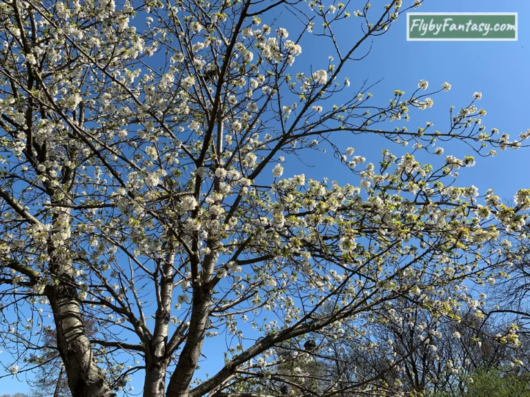 St James's Park Cherry Blossom