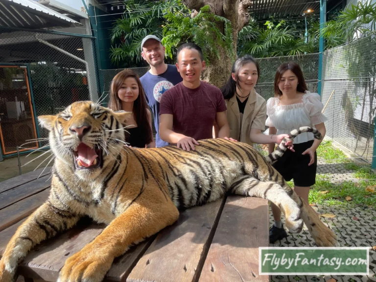 芭達雅景點行程推薦 芭達雅老虎園Tiger Park Pattaya