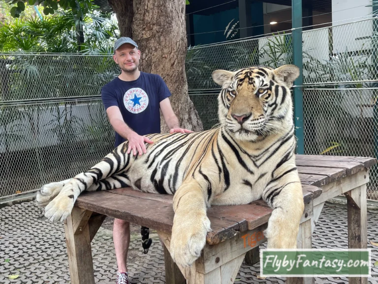 芭達雅老虎園Tiger Park Pattaya 霸氣側漏的大型虎