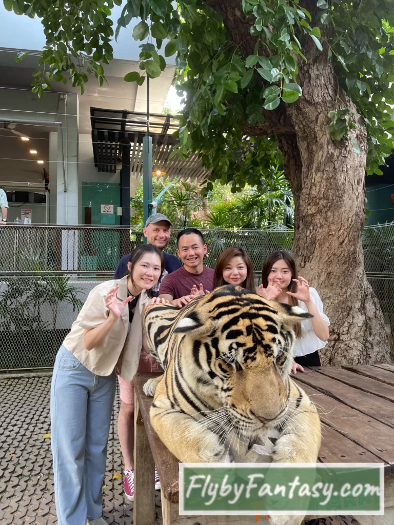 芭達雅老虎園 啃磚塊的大型虎