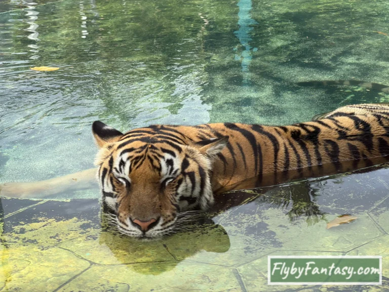 Tiger Park Pattaya 睡覺的老虎