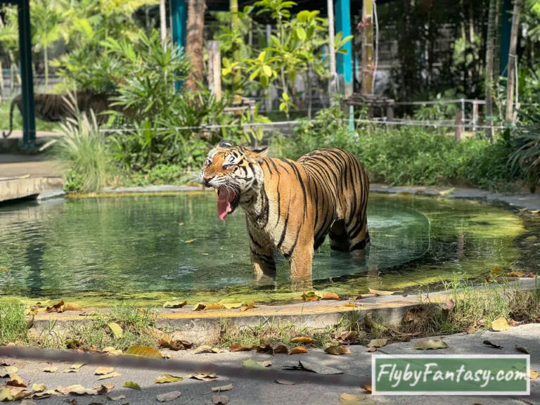 Tiger Park Pattaya 打哈欠