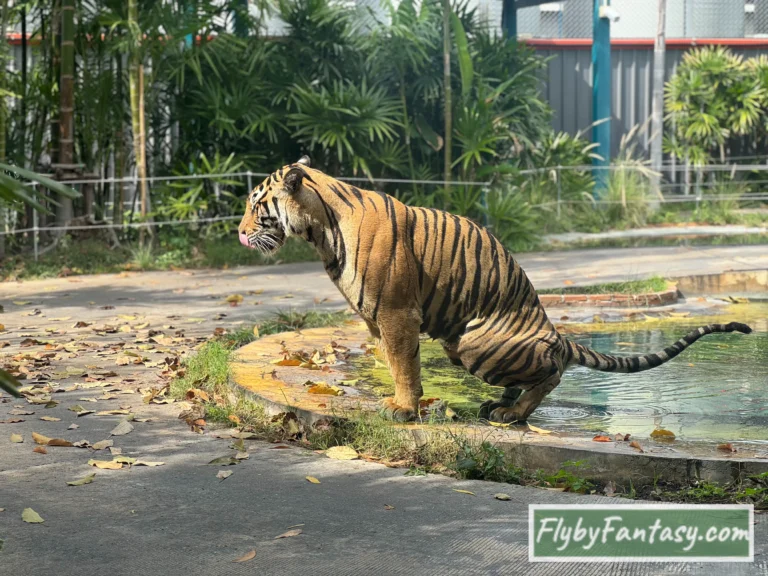 芭達雅老虎園 正在解放的老虎