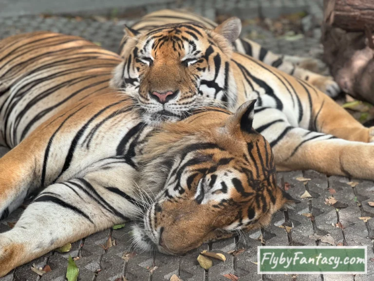 芭達雅老虎園Tiger Park Pattaya 公老虎睡覺