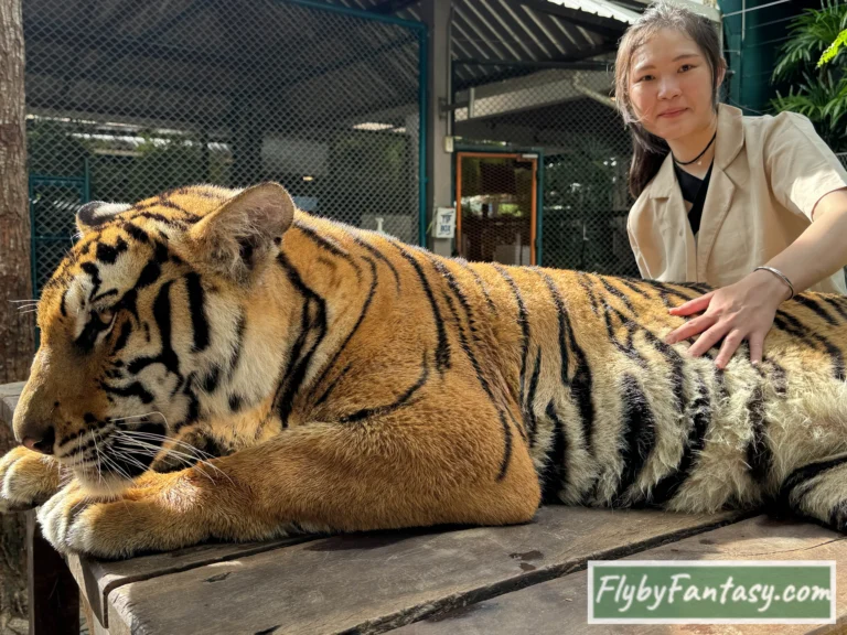 Tiger Park Pattaya 小型虎