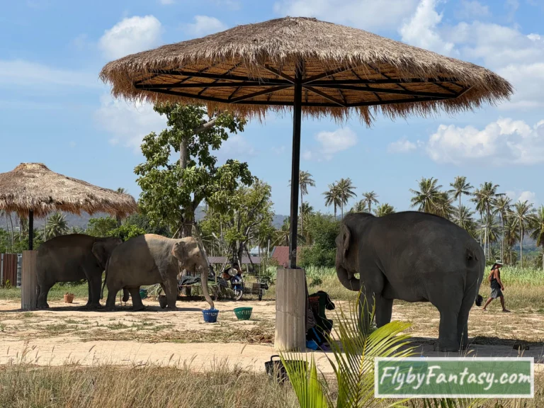 芭達雅大象叢林保護區Pattaya Elephant Jungle Sanctuary 遮陽的地方