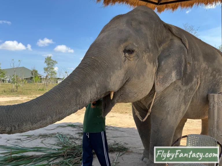 芭達雅大象叢林保護區Pattaya Elephant Jungle Sanctuary