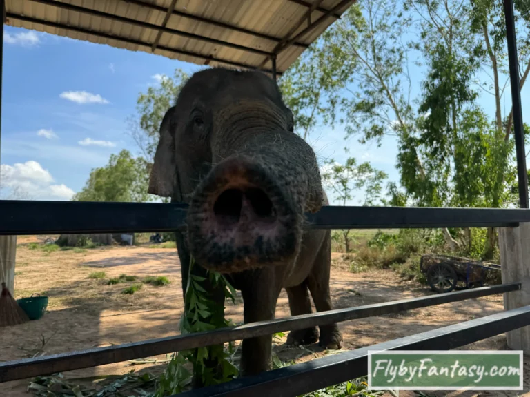 芭達雅大象叢林保護區Pattaya Elephant Jungle Sanctuary 還在適應中的大象