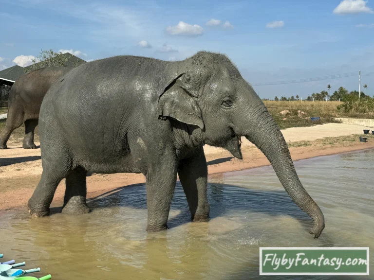 芭達雅大象叢林保護區 泡澡沖涼