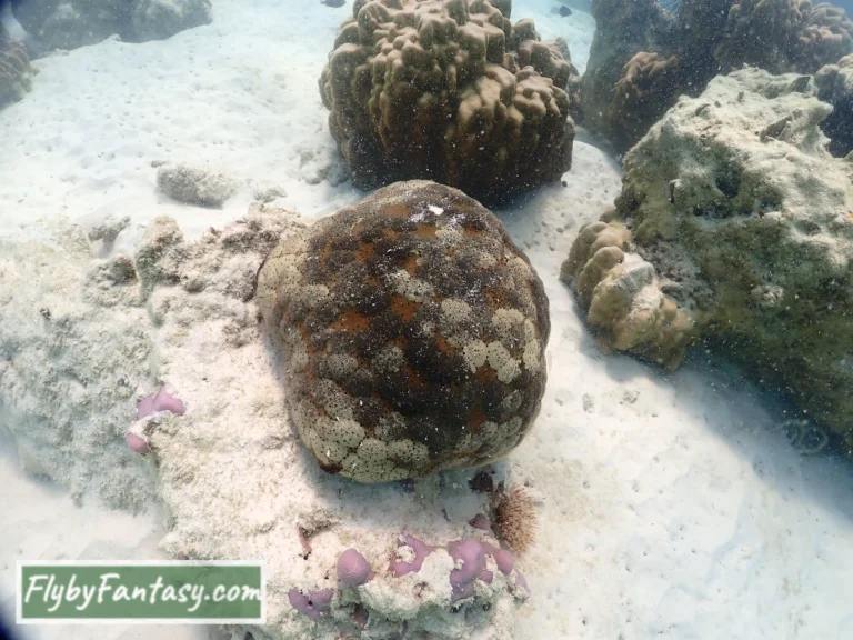 尼莫島浮潛 珊瑚礁