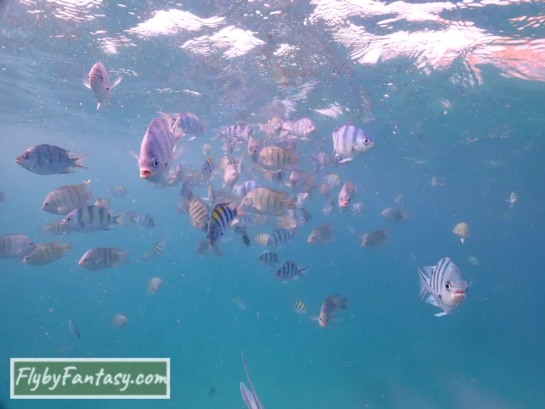 尼莫島浮潛 一大群的魚