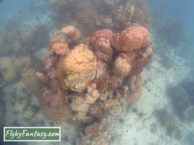 Nemo Island Snorkelling Coral